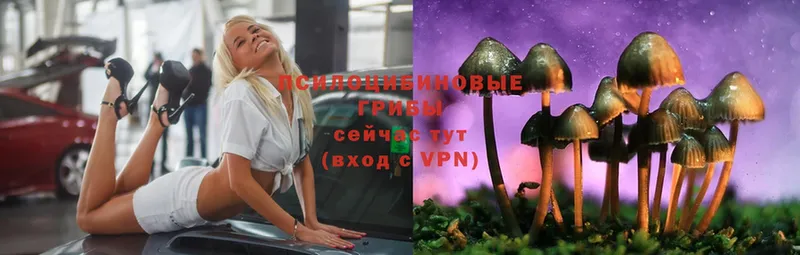 Галлюциногенные грибы Psilocybe  Новоаннинский 